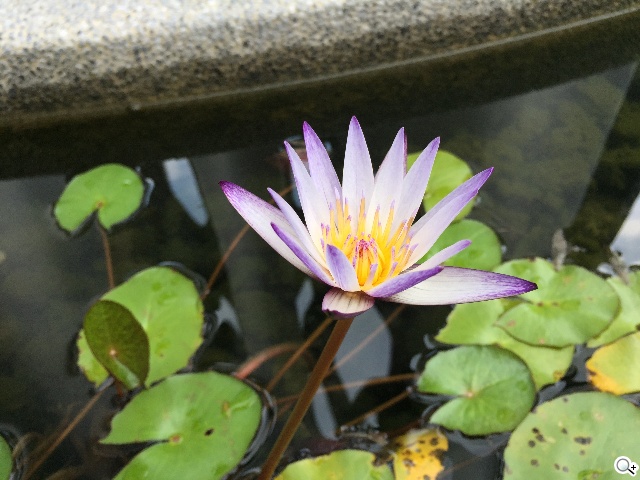 頂尖對決！iPhone 6、Note 4、Z3、Butterfly 2拍照比拼