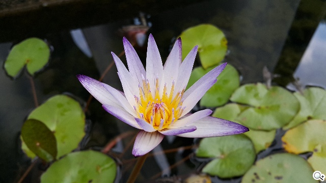 頂尖對決！iPhone 6、Note 4、Z3、Butterfly 2拍照比拼