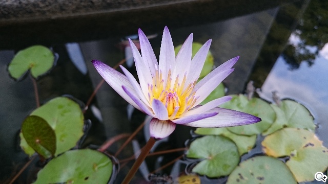 頂尖對決！iPhone 6、Note 4、Z3、Butterfly 2拍照比拼