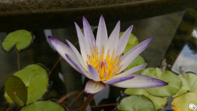 頂尖對決！iPhone 6、Note 4、Z3、Butterfly 2拍照比拼