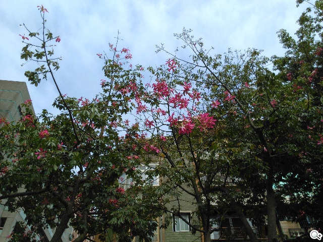 輕薄美型 ZTE Blade Vec 4G平價LTE智慧機