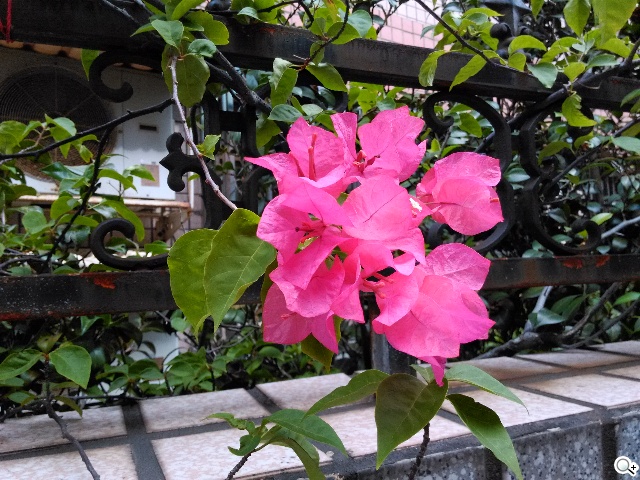 輕薄美型 ZTE Blade Vec 4G平價LTE智慧機