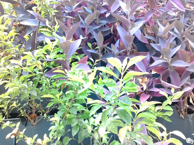 手拿包般的精品質感 ASUS MeMO Pad 7 ME572CL