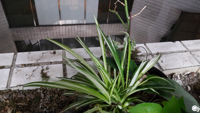 iPhone 6 Plus與SAMSUNG Note 4夜間攝錄比拼 iPhone 6 Plus與SAMSUNG Note 4夜間攝錄比拼