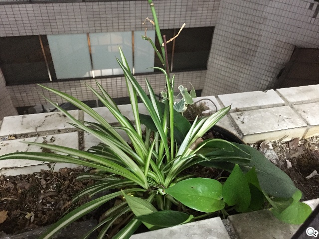 iPhone 6 Plus與SAMSUNG Note 4夜間攝錄比拼 iPhone 6 Plus與SAMSUNG Note 4夜間攝錄比拼