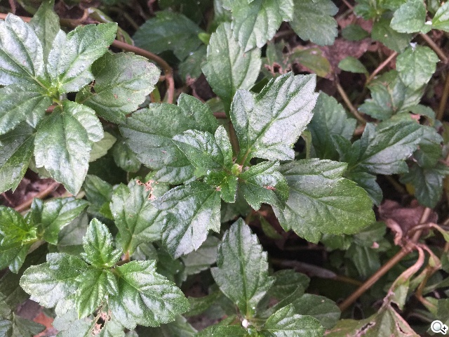 拍攝修編一把罩！iPhone 6 Plus相機功能實測