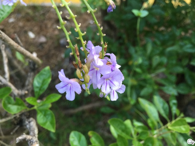 拍攝修編一把罩！iPhone 6 Plus相機功能實測