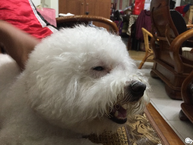 拍攝修編一把罩！iPhone 6 Plus相機功能實測