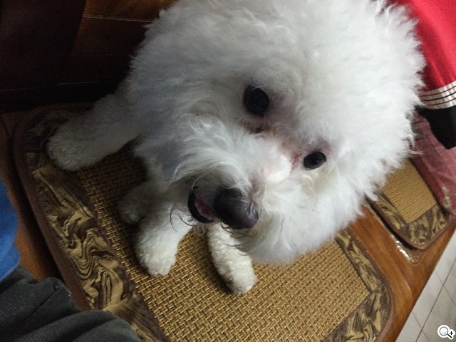 拍攝修編一把罩！iPhone 6 Plus相機功能實測