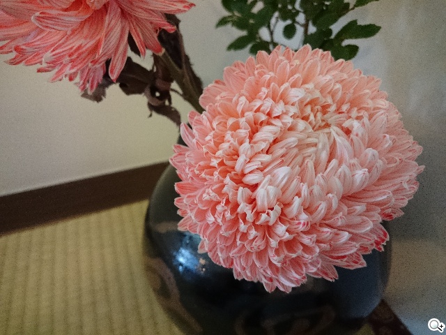 Sony Z3、iPhone 6手機日夜間拍攝實測 Sony Z3、iPhone 6手機日夜間拍攝實測