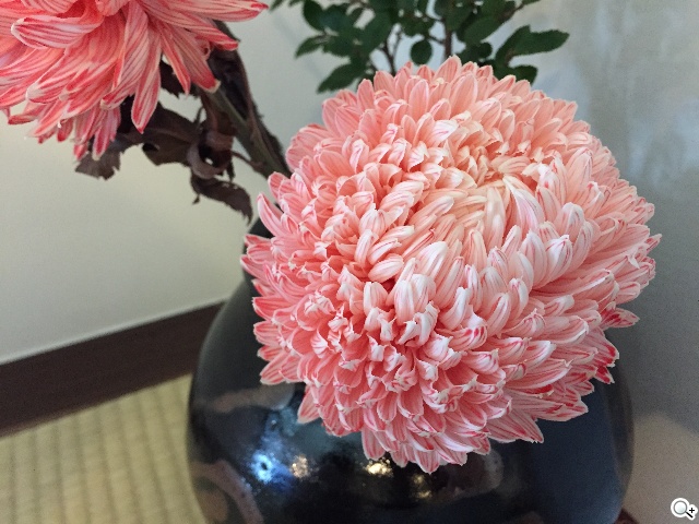 Sony Z3、iPhone 6手機日夜間拍攝實測 Sony Z3、iPhone 6手機日夜間拍攝實測