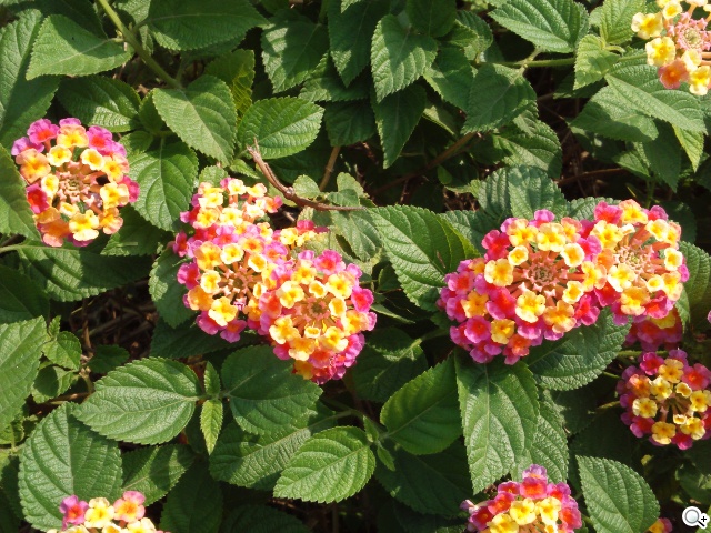 彈性邊角護機身！Sony輕質4G入門手機Xperia E3