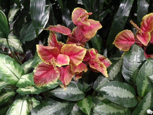 5.5吋平價全頻4G機 TWM Amazing X3 5.5吋平價全頻4G機 TWM Amazing X3