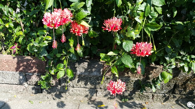 大螢幕機皇爭霸戰！三星Note 4對決iPhone 6 Plus