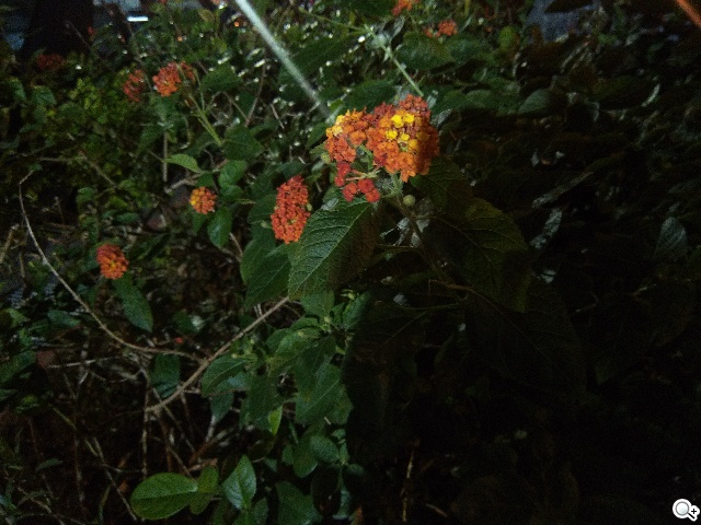 雙卡雙通、三方通話 GSmart GX2實測