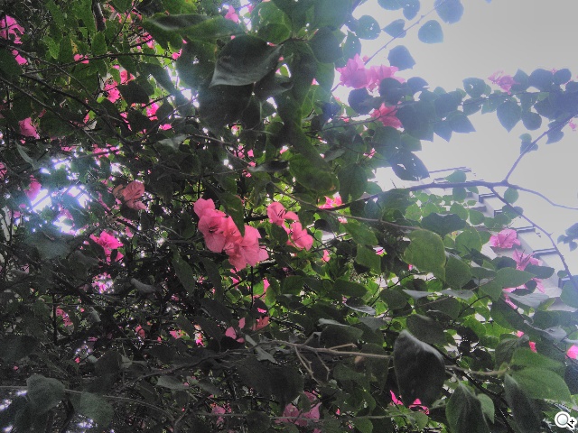 雙卡雙通、三方通話 GSmart GX2實測