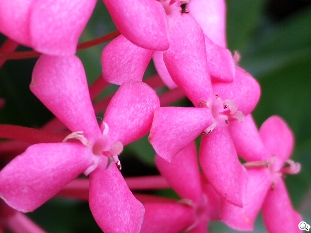 OPPO N3天生會轉！電動旋轉鏡頭手機攝錄實測