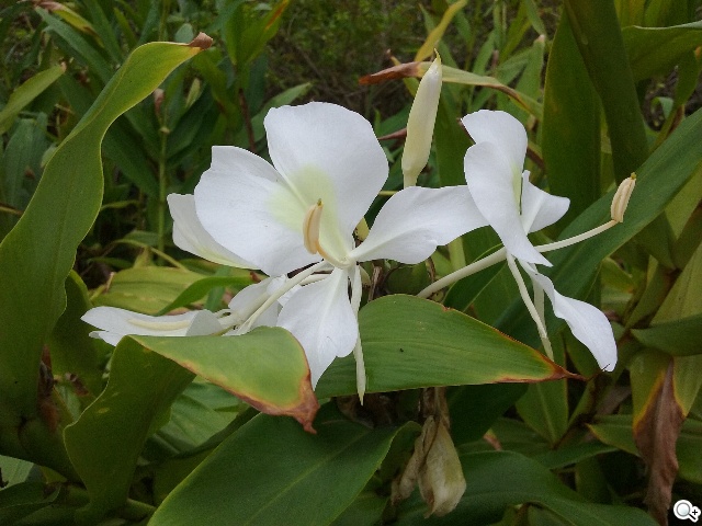 入門4G小奇機 三星GALAXY CORE Prime