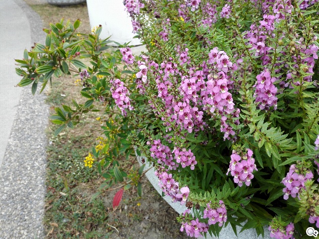 高規低價4G八核手機！華為榮耀6內在、相機實測