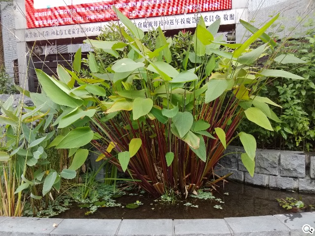 首款安卓5.0平板 Google Nexus 9功能、攝錄詳測