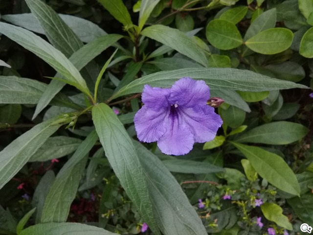 首款安卓5.0平板 Google Nexus 9功能、攝錄詳測