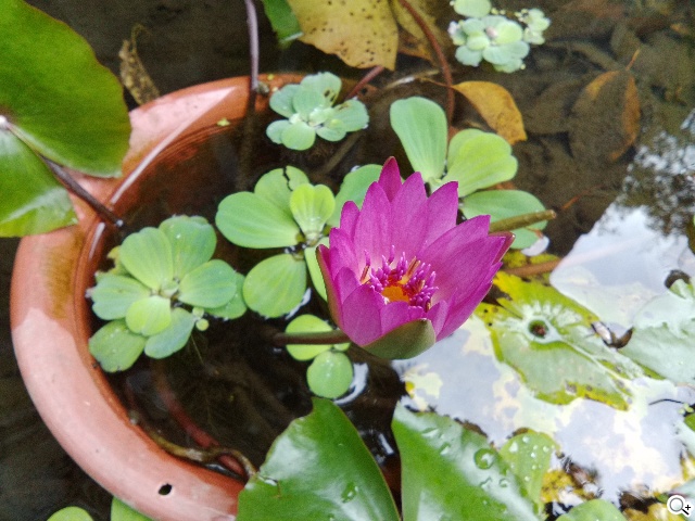 首款安卓5.0平板 Google Nexus 9功能、攝錄詳測