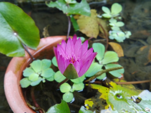 首款安卓5.0平板 Google Nexus 9功能、攝錄詳測