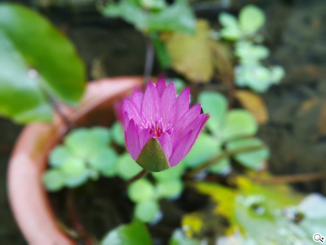 首款安卓5.0平板 Google Nexus 9功能、攝錄詳測