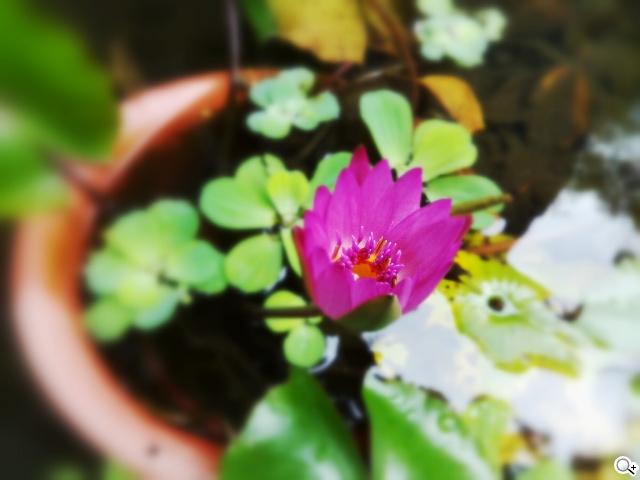 首款安卓5.0平板 Google Nexus 9功能、攝錄詳測