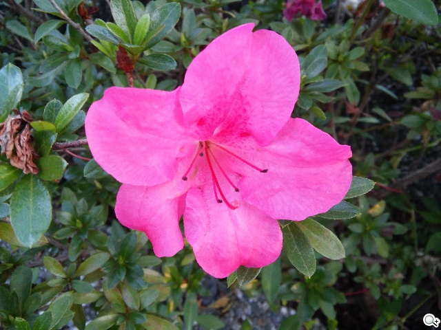 LG Wine Smart摺疊4G機 重新詮釋手機經典設計