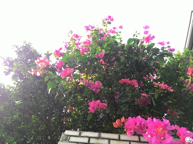 便宜、簡約、雙卡 ASUS ZenFone 4 A450CG實測