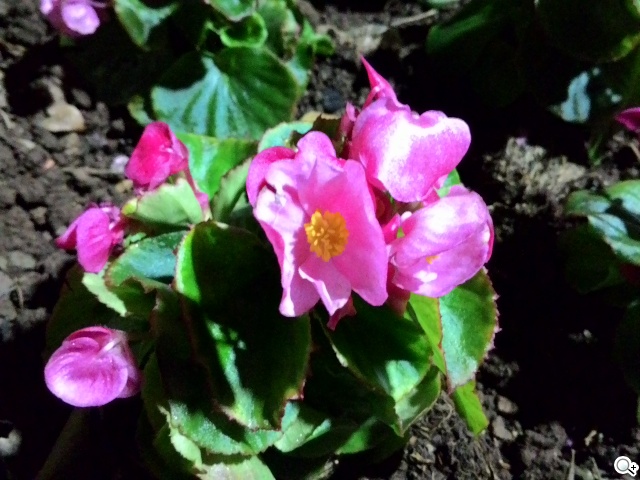 便宜、簡約、雙卡 ASUS ZenFone 4 A450CG實測