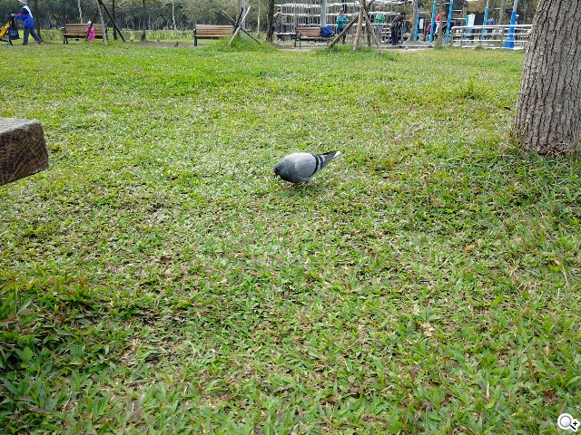 50吋大畫面帶著走!聯想Yoga Tablet 2 Pro投影機平板 50吋大畫面帶著走!聯想Yoga Tablet 2 Pro投影機平板