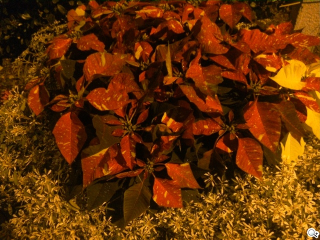 50吋大畫面帶著走!聯想Yoga Tablet 2 Pro投影機平板 50吋大畫面帶著走!聯想Yoga Tablet 2 Pro投影機平板