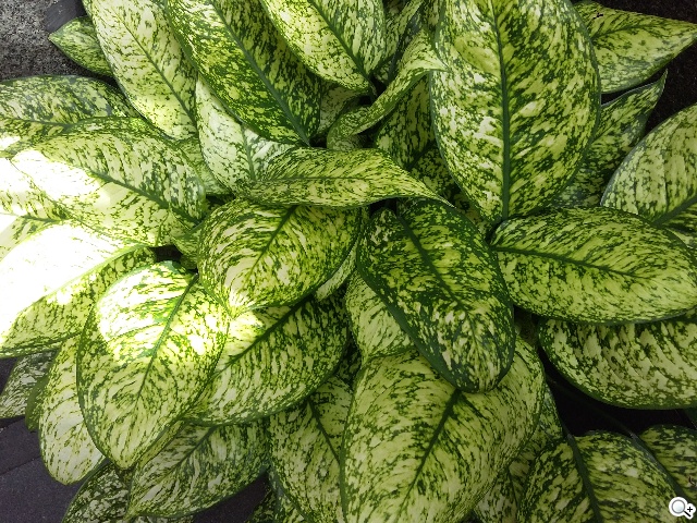 平價4G全頻通 三星大奇機GALAXY GRAND Prime實測 平價4G全頻通 三星大奇機GALAXY GRAND Prime實測