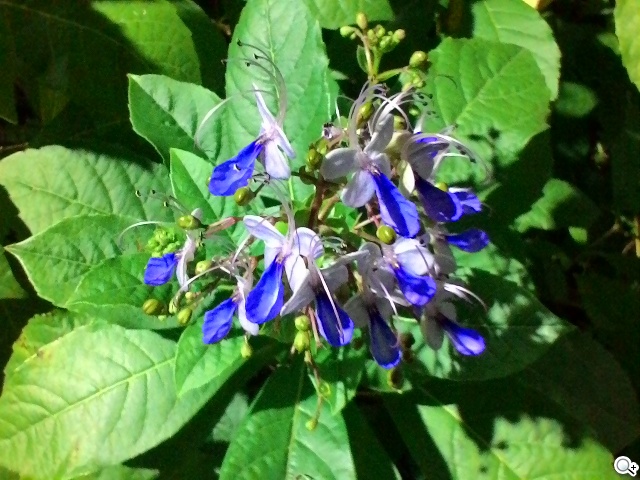 質感不錯的低價雙卡機 ASUS ZenFone 4 A400CG