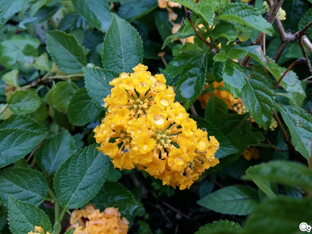 全金屬一體成型超薄美型機 三星GALAXY A5實測 全金屬一體成型超薄美型機 三星GALAXY A5實測