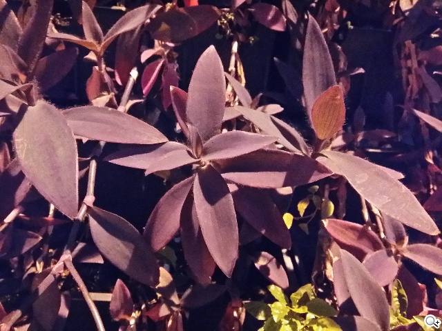 全金屬一體成型超薄美型機 三星GALAXY A5實測 全金屬一體成型超薄美型機 三星GALAXY A5實測