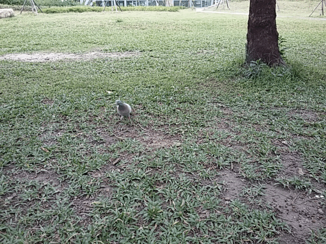 輕薄、金屬、平價、好拍 SAMSUNG GALAXY A3 輕薄、金屬、平價、好拍 SAMSUNG GALAXY A3