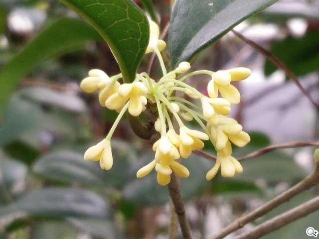 超薄4G手機OPPO R5 相機攝錄測試體驗