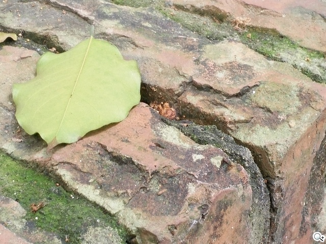 超薄4G手機OPPO R5 相機攝錄測試體驗