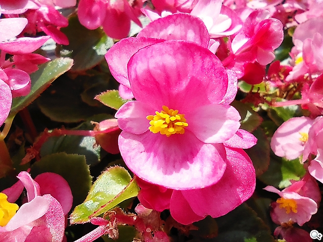 花