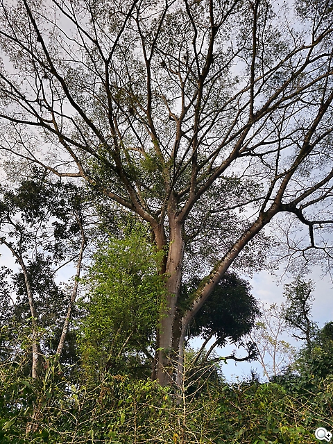 S23 Ultra 主鏡頭 2實拍照