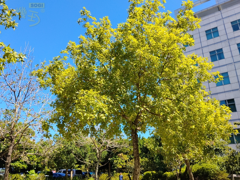 POCO M7 攝錄體驗 - 植物