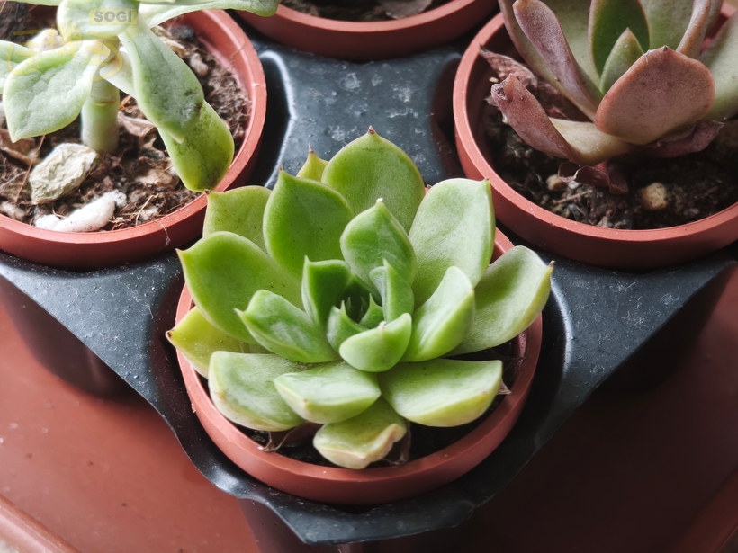 Xiaomi 15T Pro 攝錄體驗 - 多肉植物