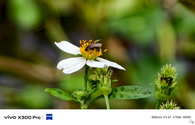 vivo X300 Pro 外掛增距鏡體驗 - 800mm