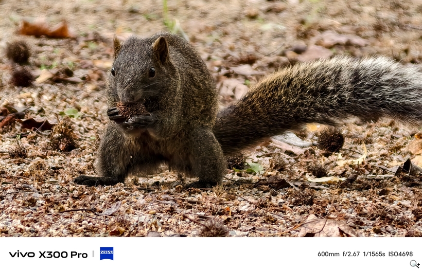 vivo X300 Pro 外掛增距鏡體驗 - 600mm 抓拍