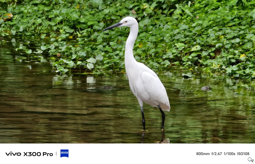 vivo X300 Pro 外掛增距鏡體驗 - 800mm 抓拍