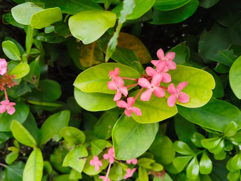 Xiaomi Pad Mini 攝錄體驗 - 植物