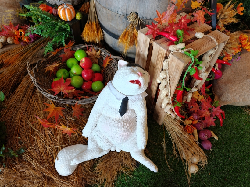 OPPO Find X9 Pro 攝錄體驗 - 造景